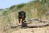 BEAUCERON 247